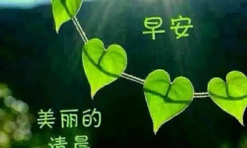 板蓝根含片是含还是吞-板蓝根药片-板蓝根片剂,中国板蓝根含片的功效和禁忌网站
